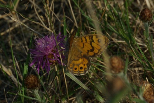 Lasiommata megera - La Mégère - Brenne08.jpg